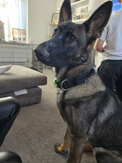 LOKI - HERTS